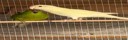 Parakeets birds for sale: Young colony of kakarikis  - Advert 7