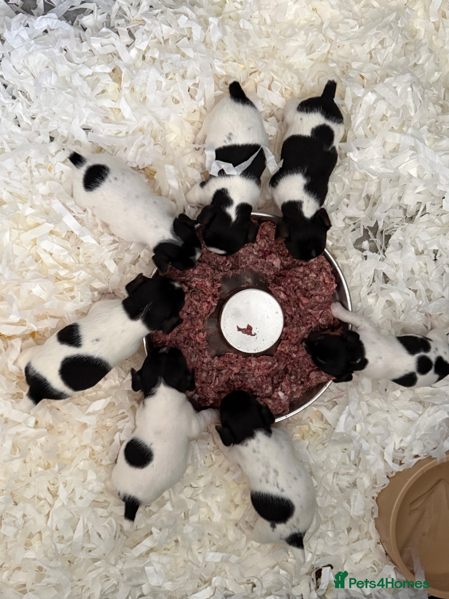Jack Russell dogs for sale: Traditional Jack Russell Puppies  - Advert 1