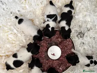 Jack Russell dogs for sale: Traditional Jack Russell Puppies - Advert 1