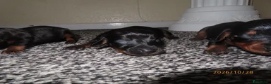 Dachshund 3