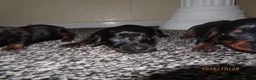 Dachshund dogs for sale: Lovley dashound puppies  in Musselburgh - Advert 6