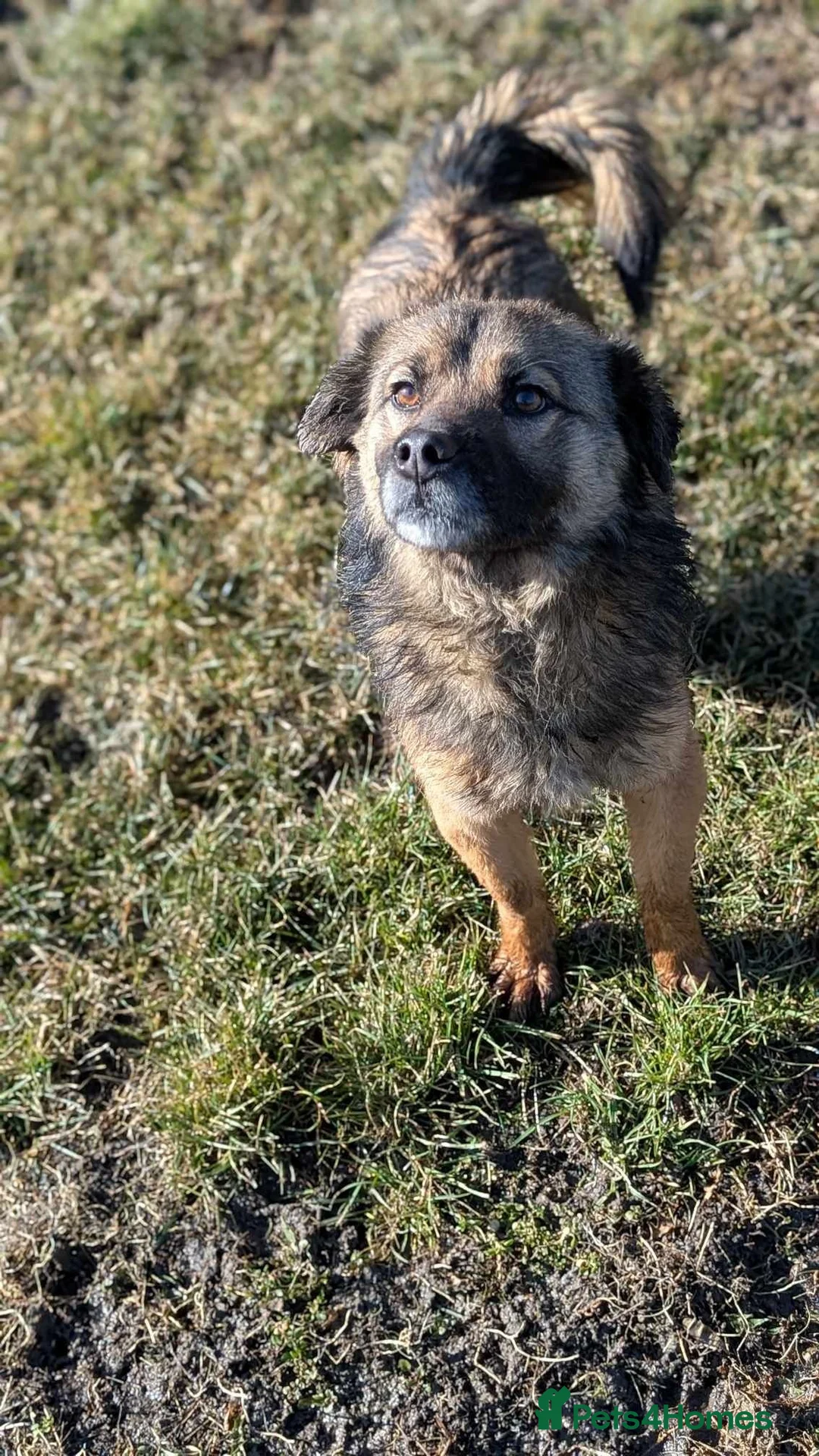 Mixed Breed dogs for adoption: Etta for adoption - Advert 10