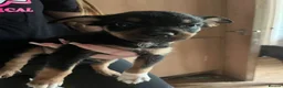 Mixed Breed dogs for sale: Puppies in Rainham - Advert 2