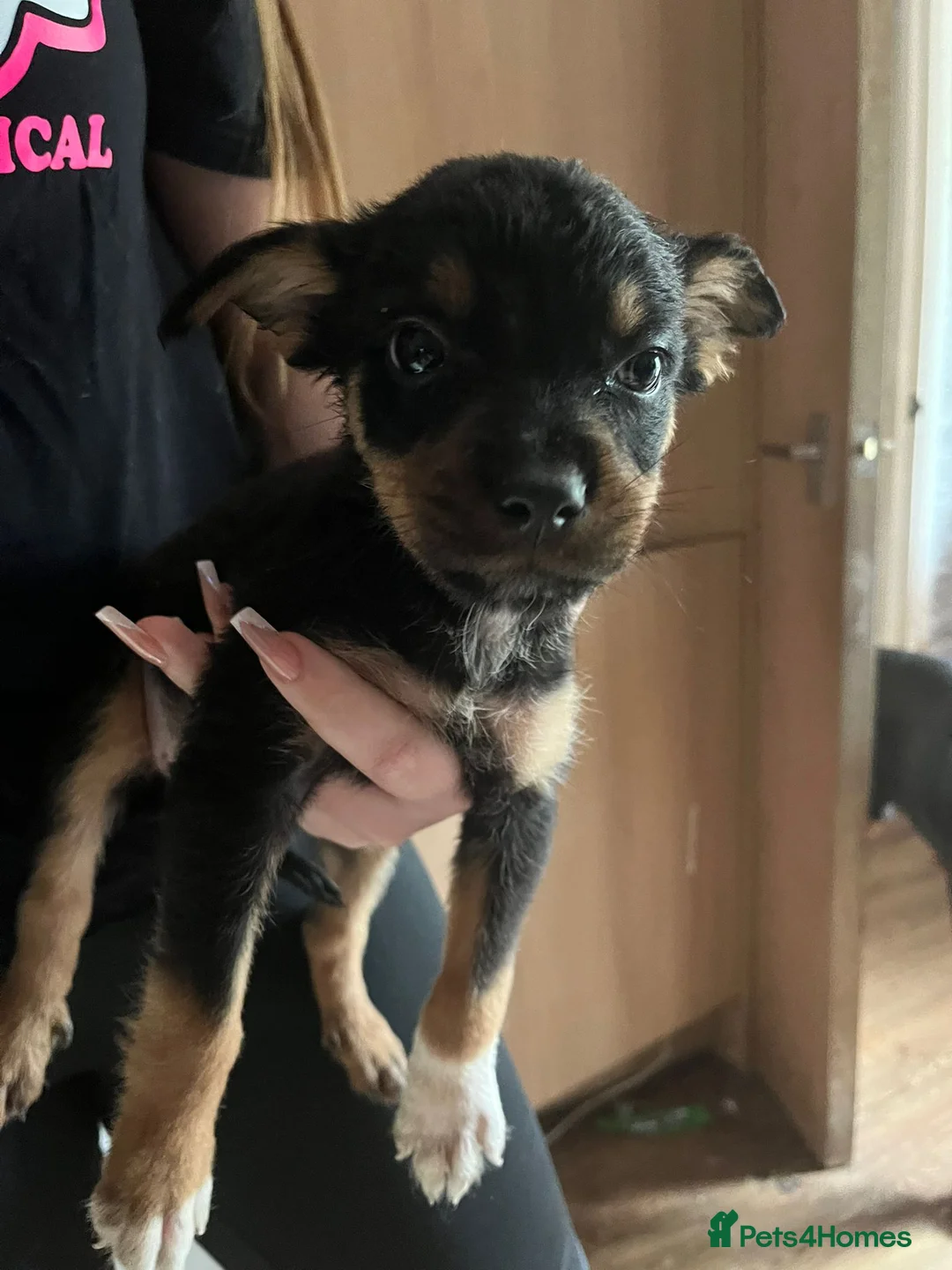 Mixed Breed dogs for sale: Puppies in Rainham - Advert 2