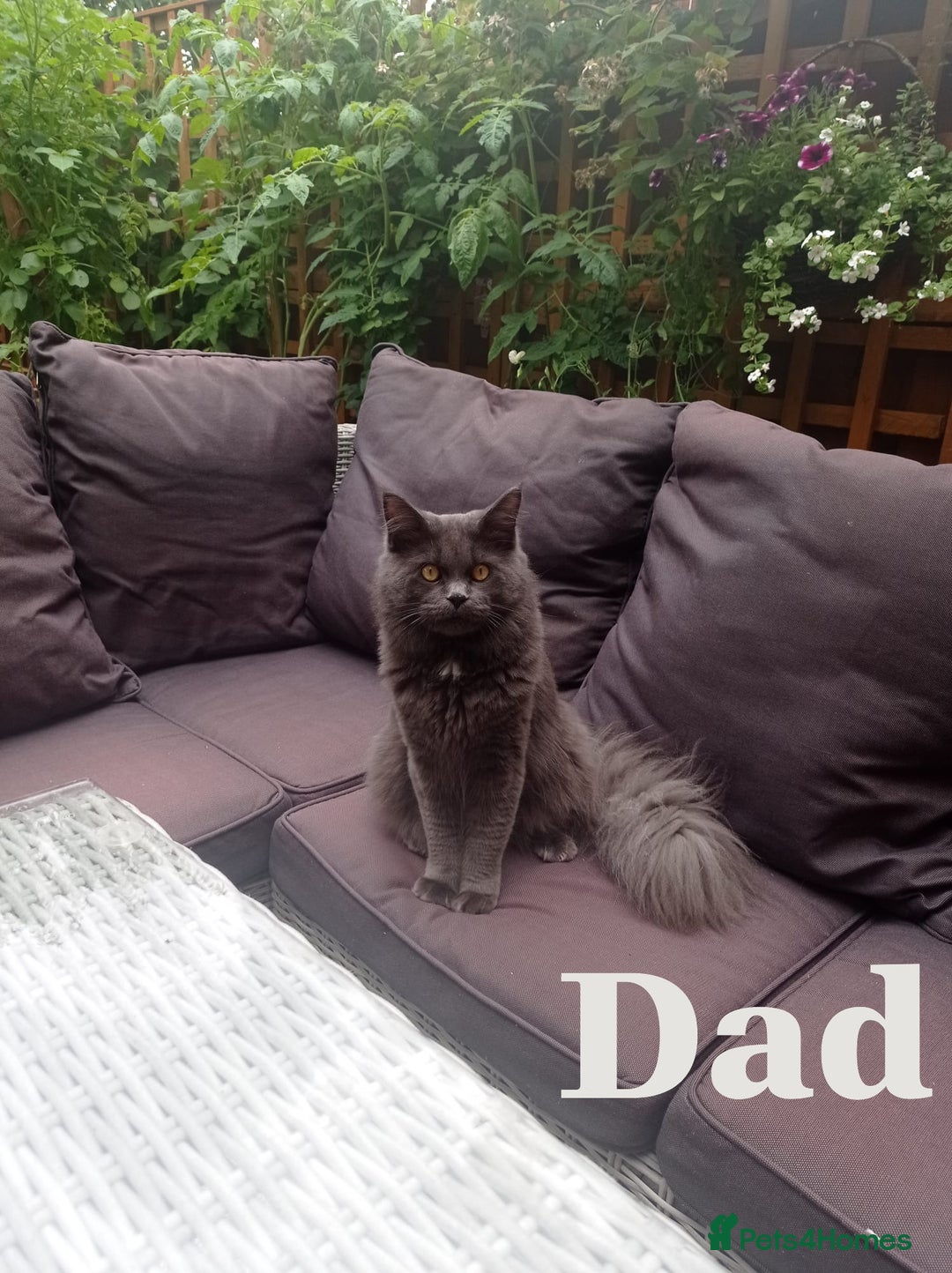 Mixed Breed cats for sale: Stunning Ragdoll x Maine Coon Female Kitten. - Advert 6