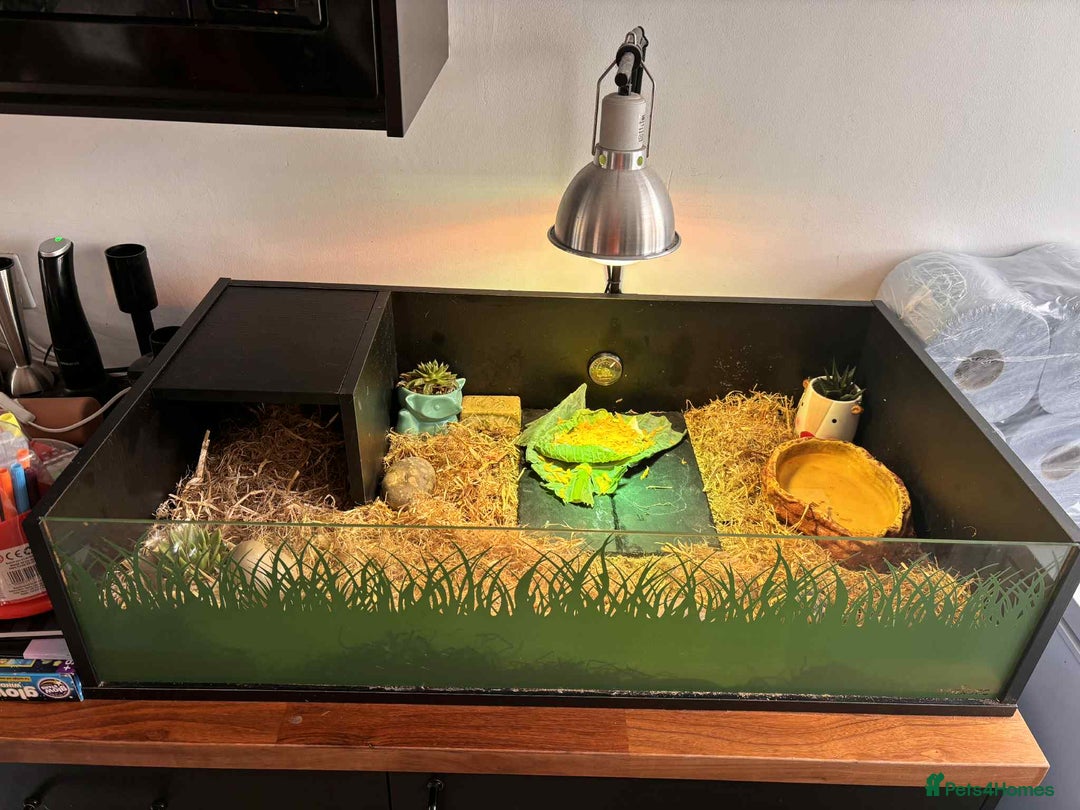 Turtle reptiles for sale: Horsefield turtle - Image 5