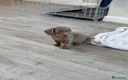 Miniature Dachshund dogs for sale: Miniature dachshunds baby’s for sale  - Image 2