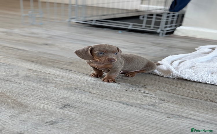 Miniature Dachshund dogs - Advert 5