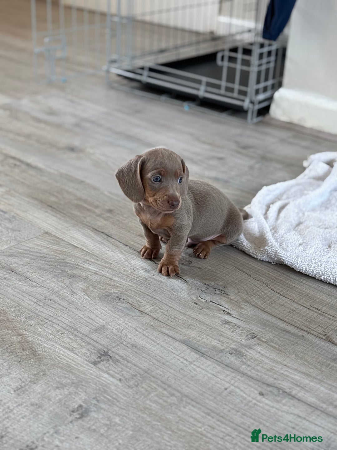 Miniature Dachshund dogs for sale: Miniature dachshunds baby’s for sale  - Image 2