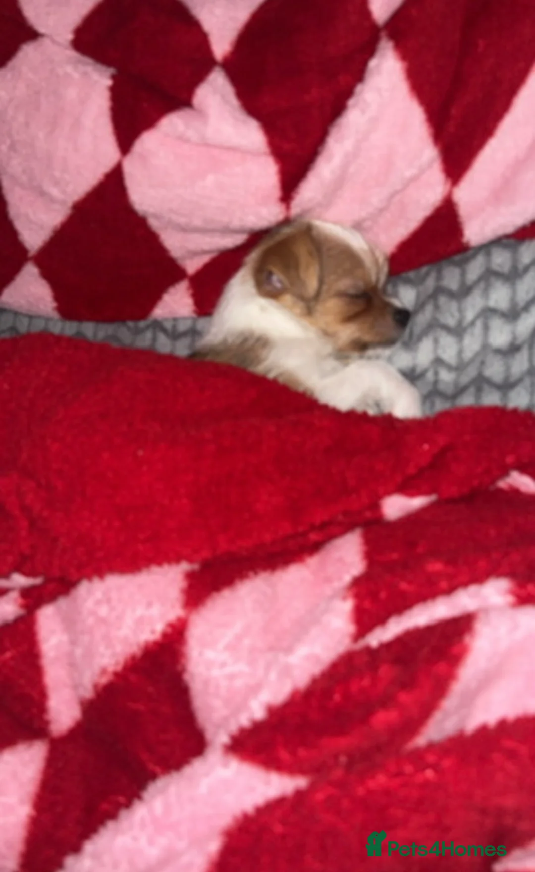 Mixed Breed dogs for sale: Parker  - Advert 2