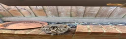 Mixed Breed cats for sale: Kittens  - Advert 1