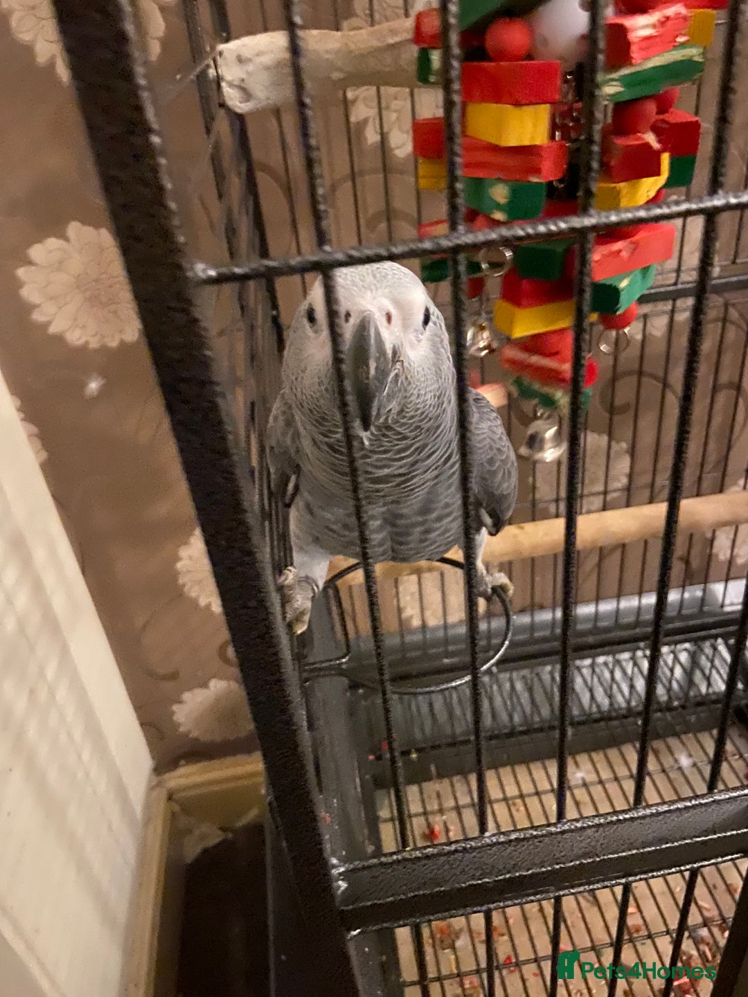Parrots birds for sale: Hand Reared Tame Baby Male and Female African Grey - Advert 4