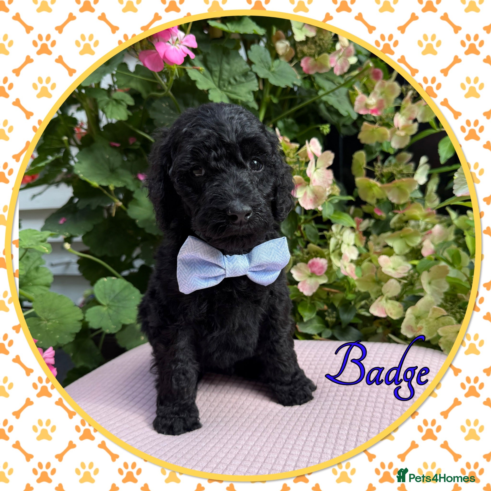 Labradoodle dogs 🌈CAN STAY FOR UPCOMING HOLS🌈OUTSTANDING PUPS🌈 - Advert 1