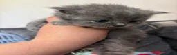 British Shorthair cats for sale: British blue shorthair GIRLS ready 20th June  - Advert 29