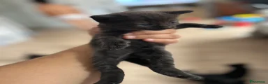 Domestic Shorthair 3