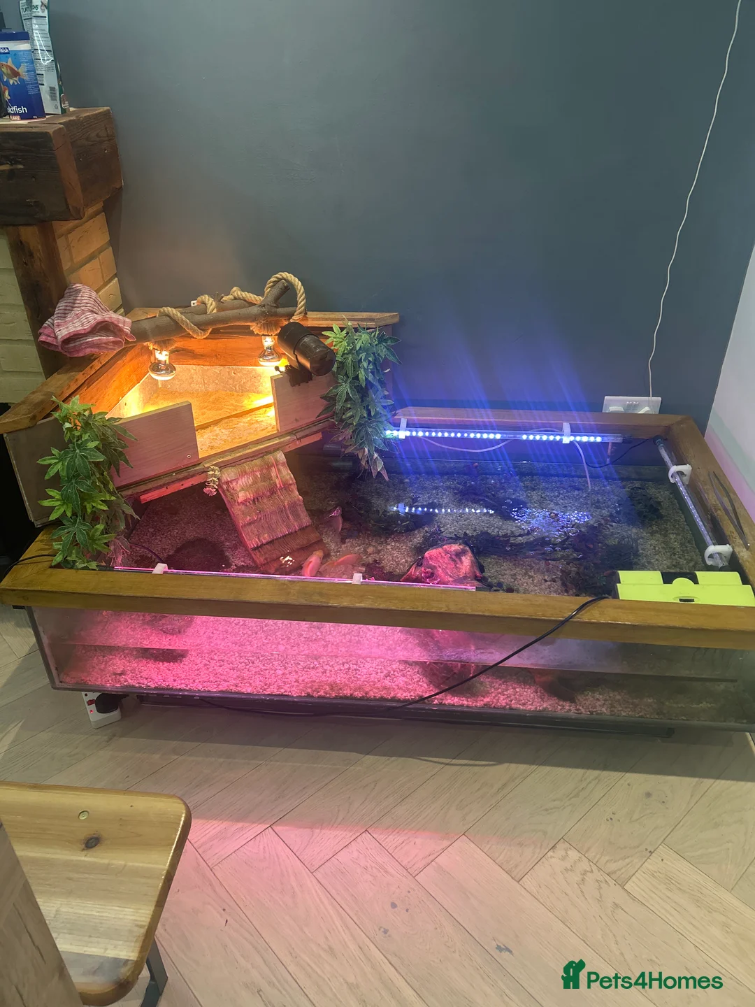 Terrapin reptiles for sale: Terrapin Turtles for Sale–Healthy, Active and fun - Advert 6