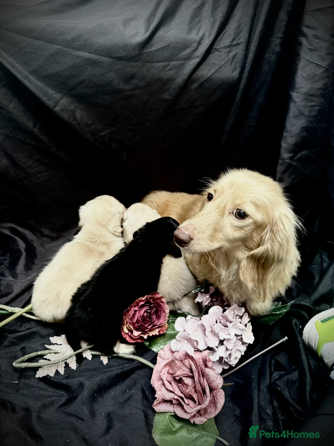 Miniature Dachshund dogs for sale: English cream miniature dachshund kc reg - Advert 2