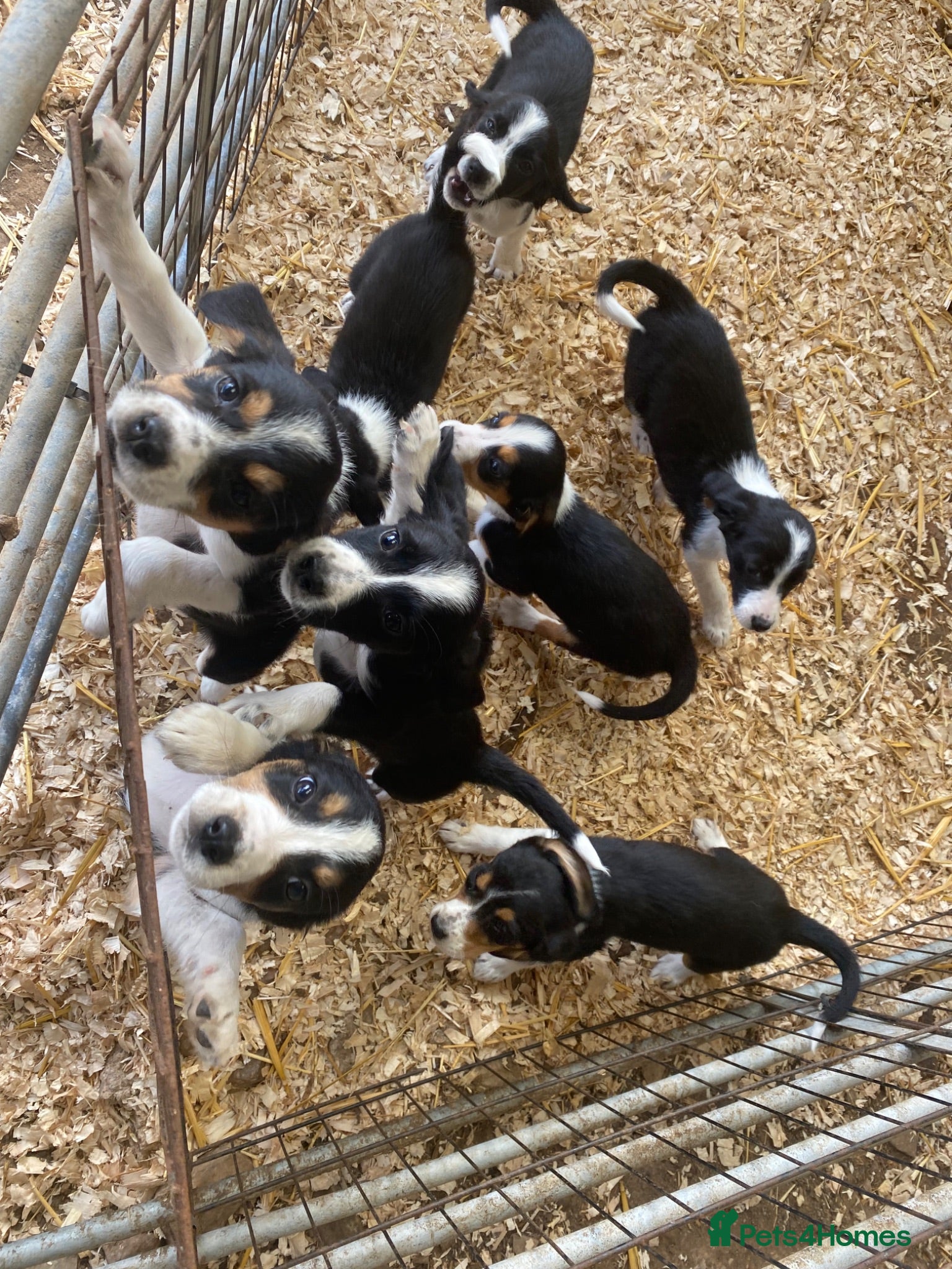 Mixed Breed dogs Cocker spaniel x collie puppies - Advert 3
