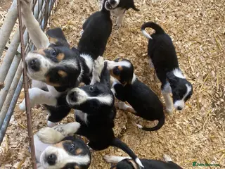 Mixed Breed dogs Cocker spaniel x collie puppies - Advert 1