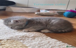 British Shorthair cats for sale: 🐾 4 Adorable British Shorthair Kittens Available! - Image 17