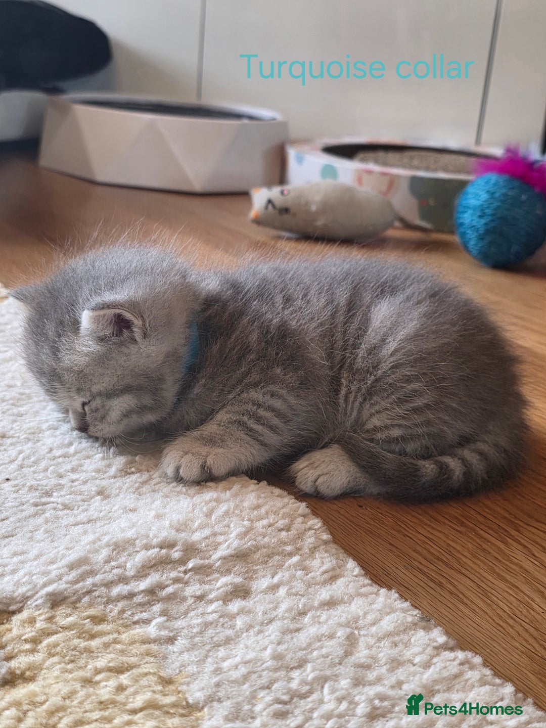 British Shorthair cats for sale: 🐾 4 Adorable British Shorthair Kittens Available! - Image 17