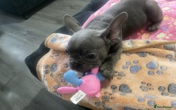 French Bulldog dogs for sale: French bulldog - Image 4