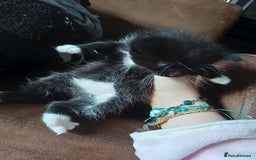 Mixed Breed cats for sale: 3 kittens waiting for a happy home - Image 7