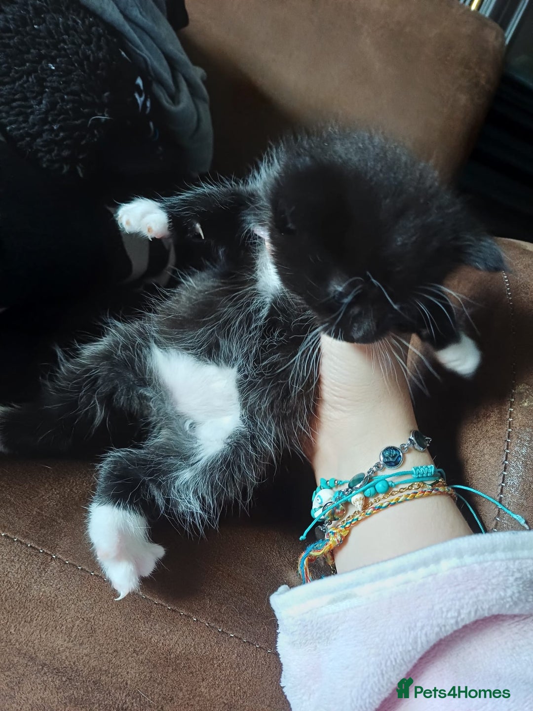 Mixed Breed cats for sale: 3 kittens waiting for a happy home - Image 7