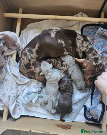 Miniature Dachshund dogs - Advert 3