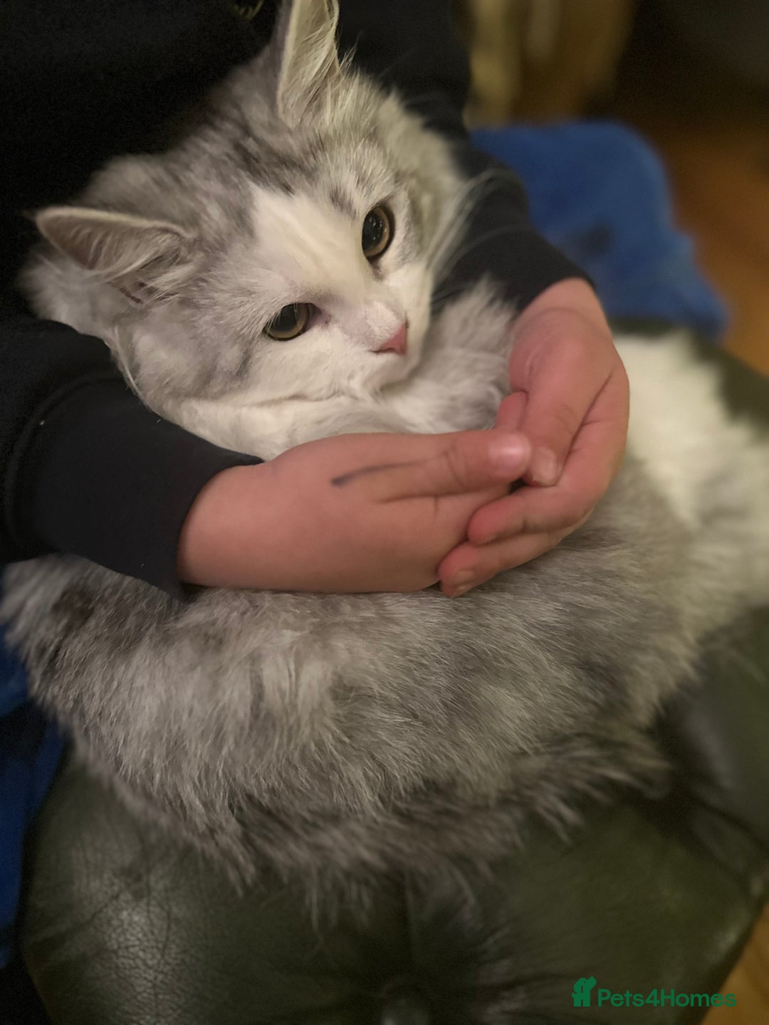 Siberian cats for sale: Pedigree Siberian boy kitten hypoallergenic ready - Advert 2