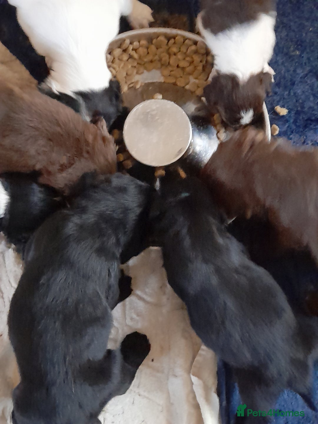 Springador dogs for sale: Springador puppys - Advert 1