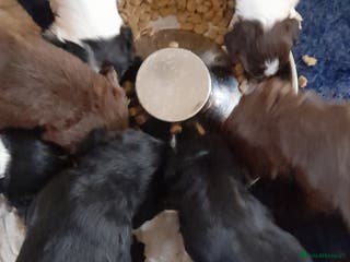 Springador dogs Springador puppys - Advert 1