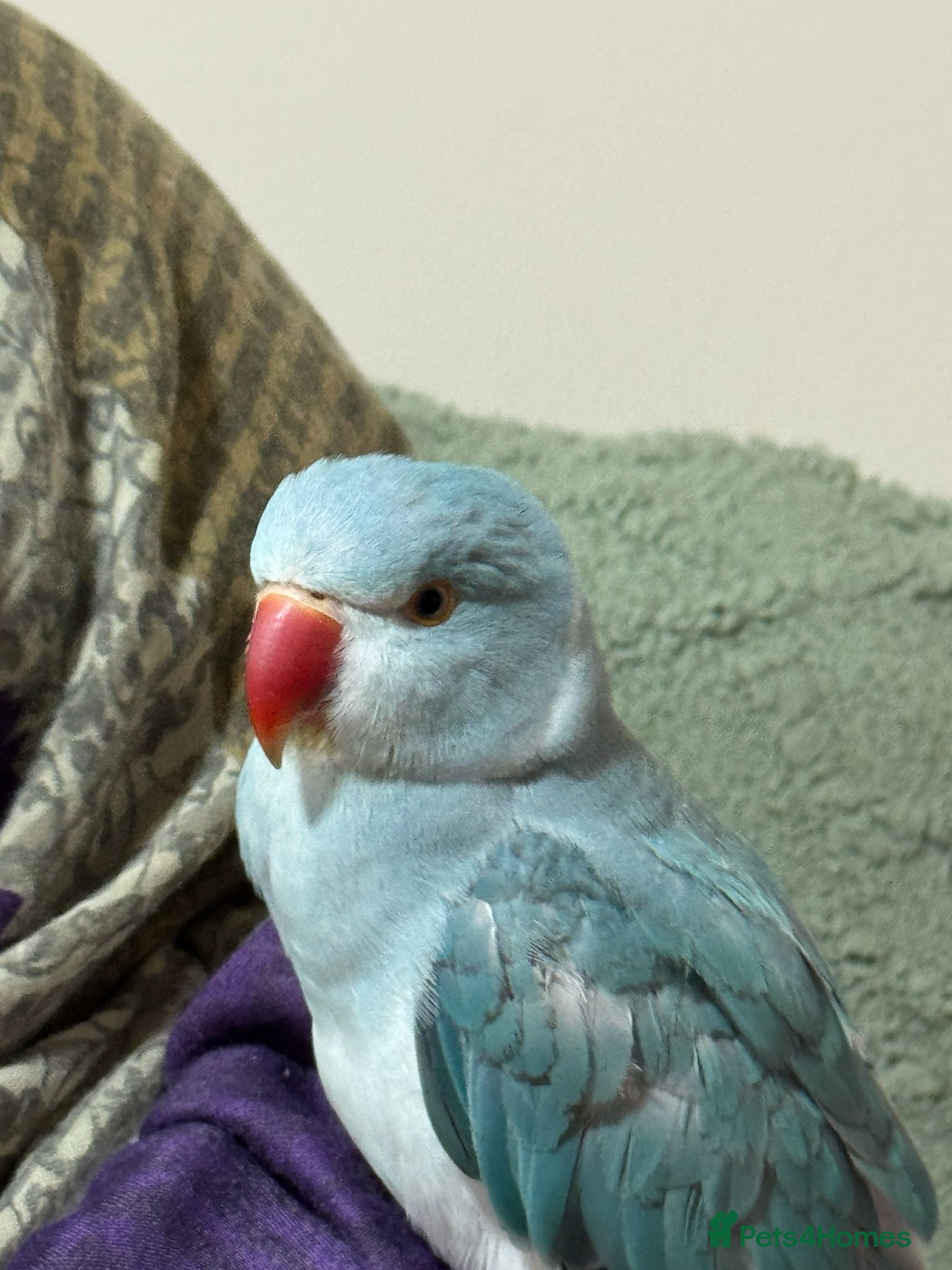 Parrots birds Talking Blue Ringnecks Parrot for sale - Advert 1