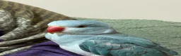 Parrots birds for sale: Talking Blue Ringnecks Parrot for sale in Birmingham - Advert 1
