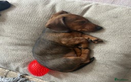 Miniature Dachshund dogs for sale: 1X Male Miniature Dachshund left  - READY TO GO - Image 4