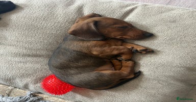 Miniature Dachshund dogs - Advert 10