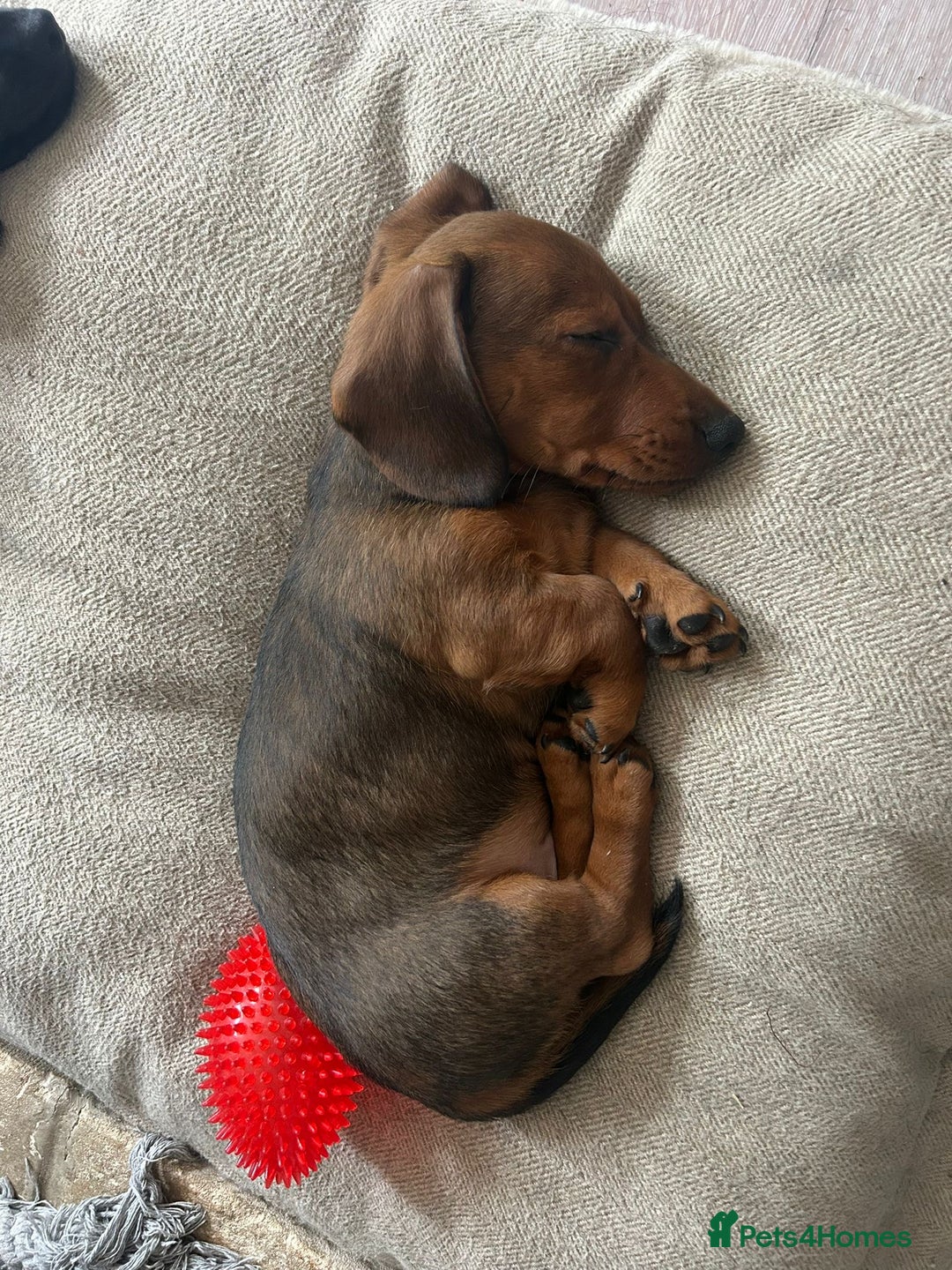 Miniature Dachshund dogs for sale: 1X Male Miniature Dachshund left  - READY TO GO - Image 4