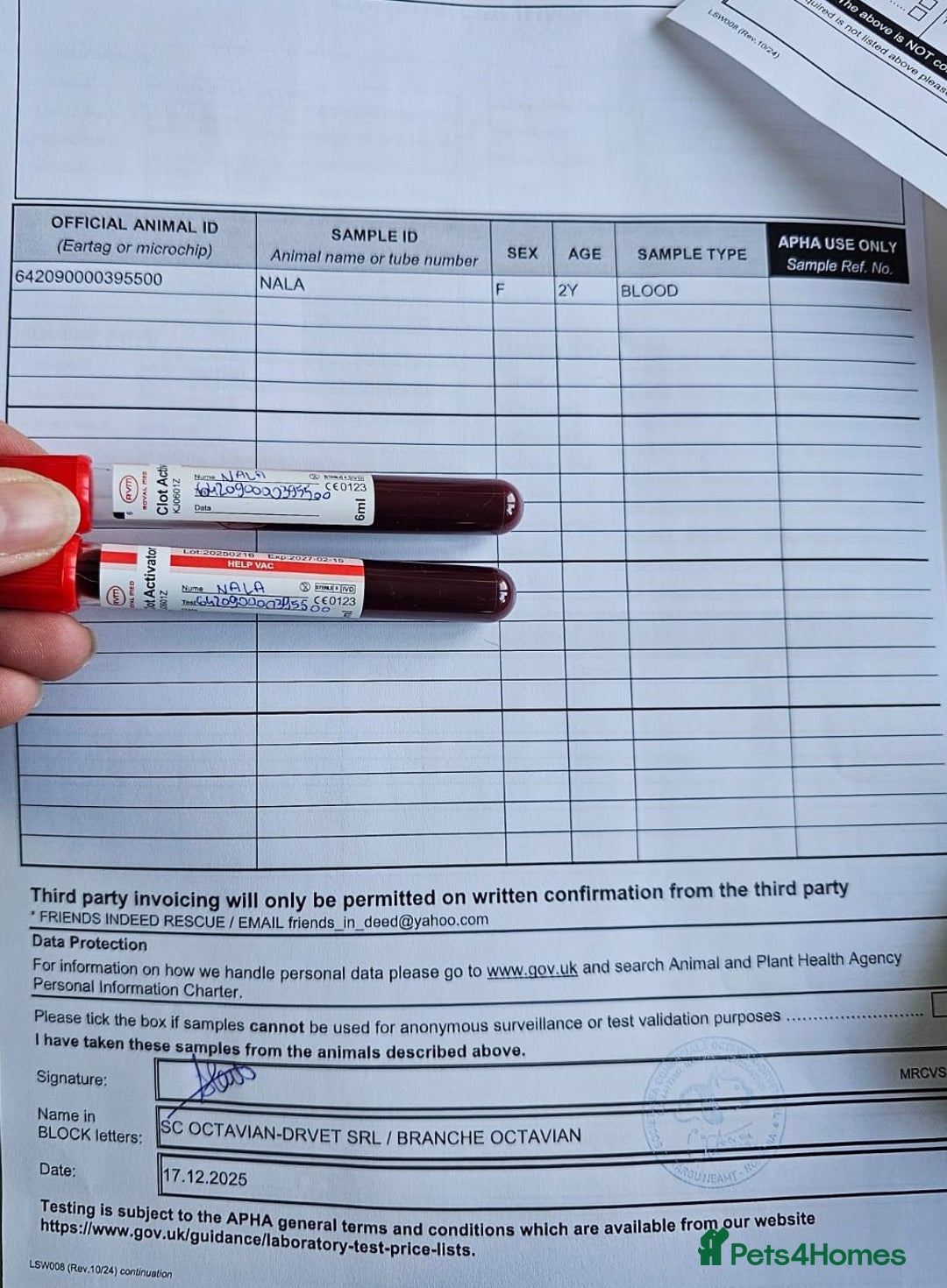 Mixed Breed dogs for adoption: 🐾 Meet Nala 🐾 - a loyal girl - for a Loving Home - Advert 11