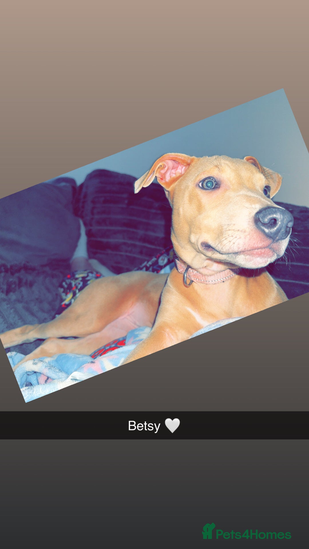 Mixed Breed dogs for sale: Betsy  - Advert 5