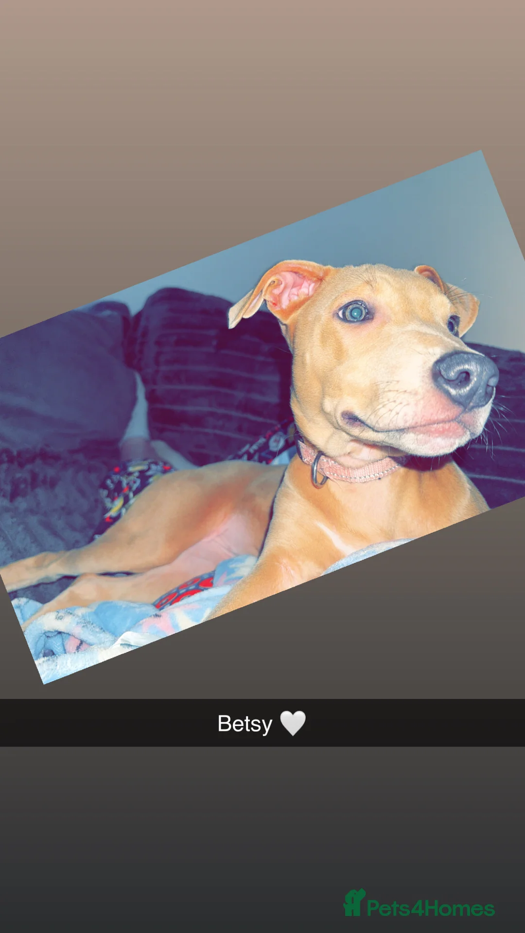 Mixed Breed dogs for sale: Betsy  - Advert 5