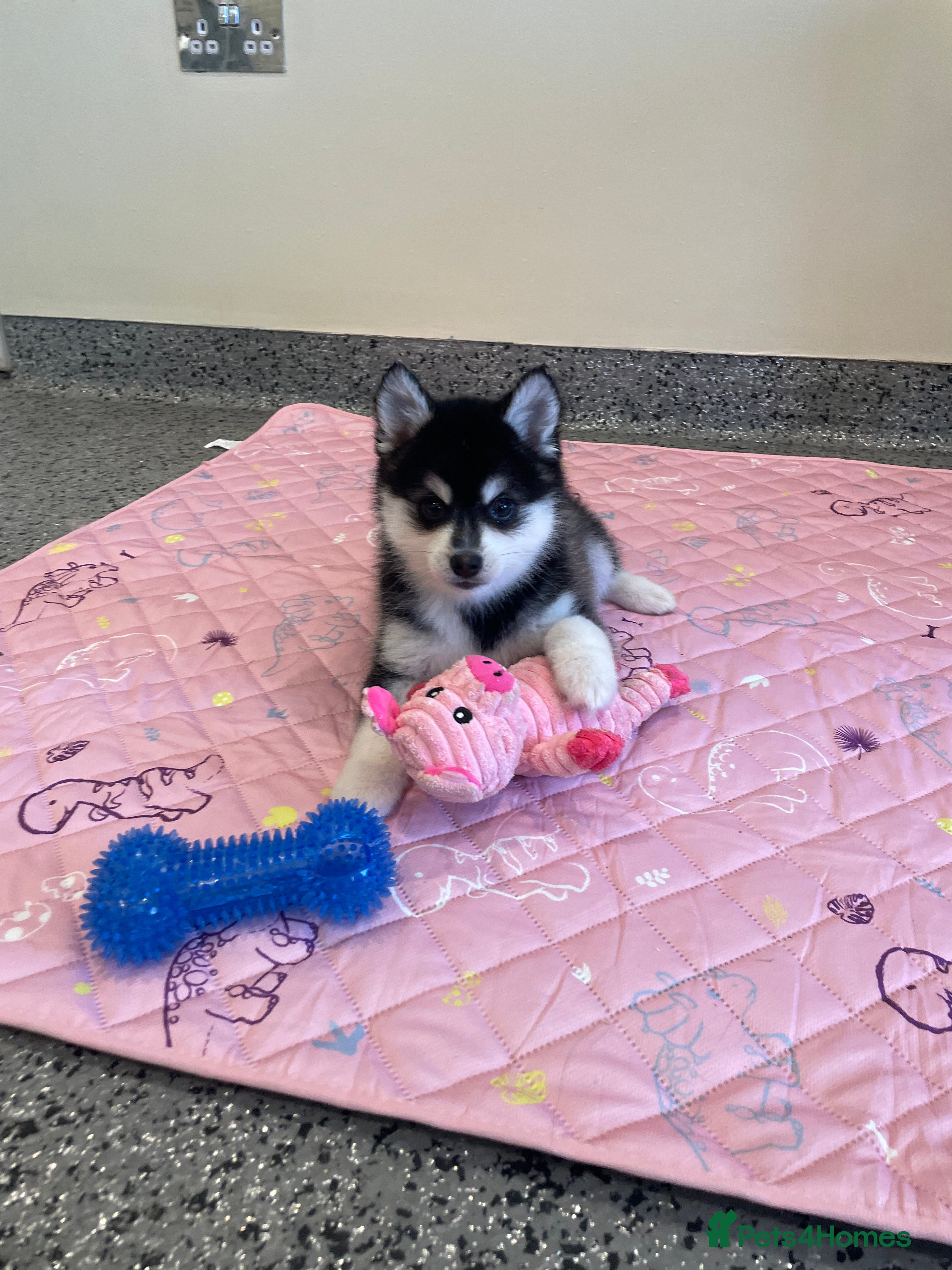 Pomsky dogs Genuine Pomsky puppies from health tested parents - Advert 1