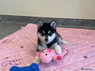 Pomsky dogs Genuine Pomsky puppies from health tested parents - Advert 4