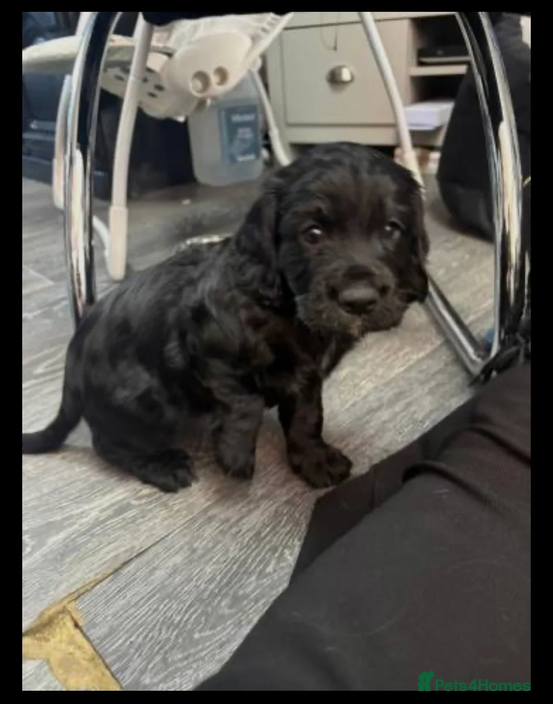 Cocker Spaniel dogs for sale: Cocker spaniel puppies  in Edinburgh - Advert 2