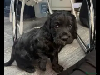 Cocker Spaniel dogs Cocker spaniel puppies - Advert 12