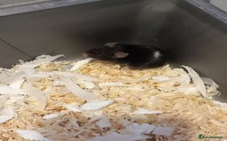 Mouse rodents for sale: Black male mouse  - Image 1