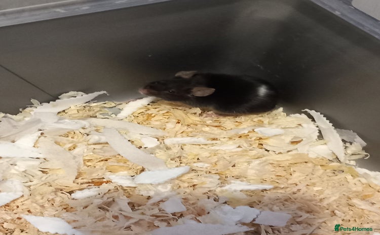 Mouse rodents - Advert 1
