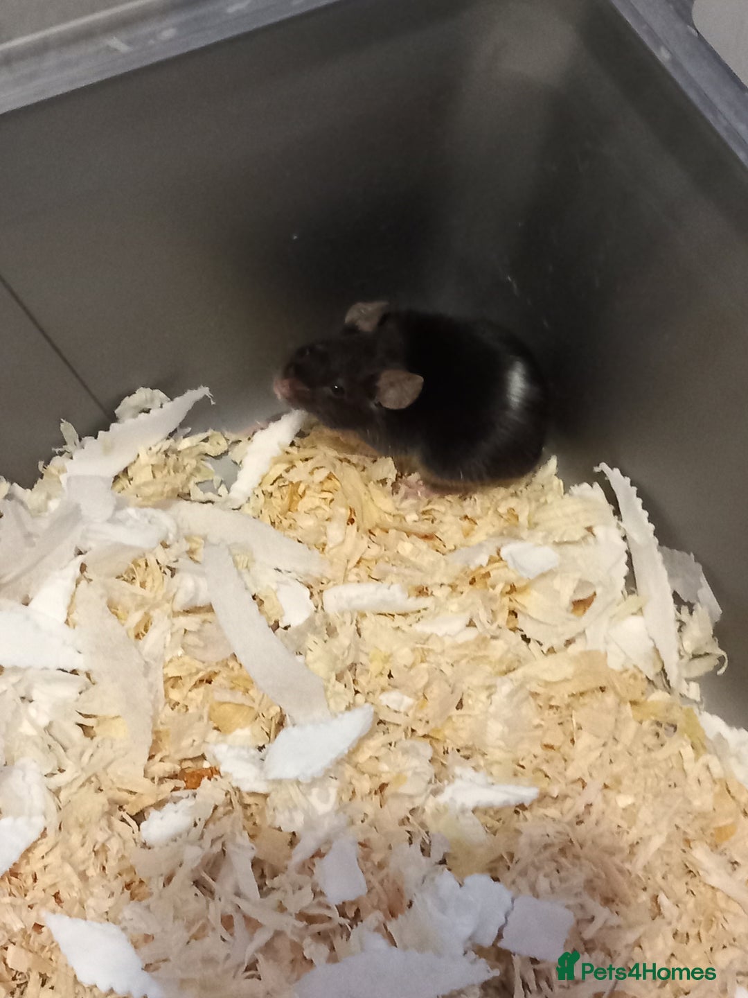 Mouse rodents for sale: Black male mouse  - Image 1