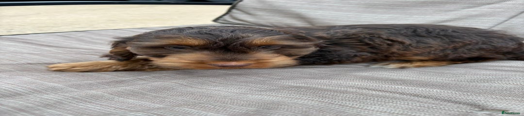 Cockapoo Puppy 2