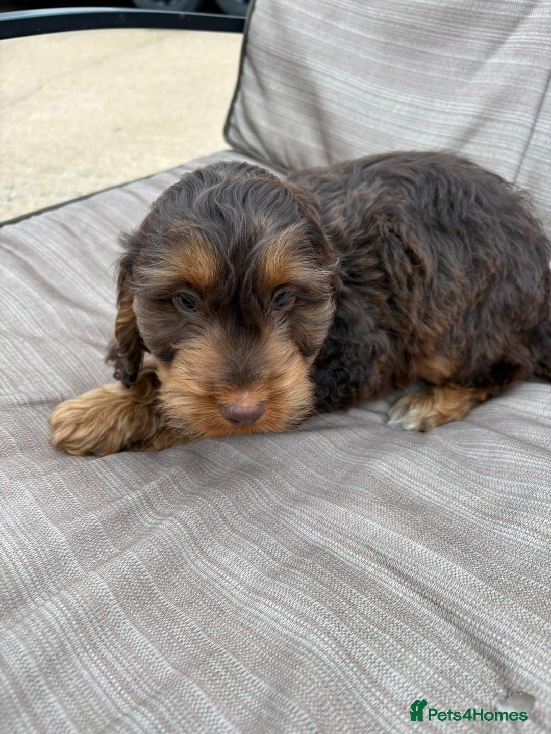 Cockapoo dogs for sale: Cockapoo  - Image 11