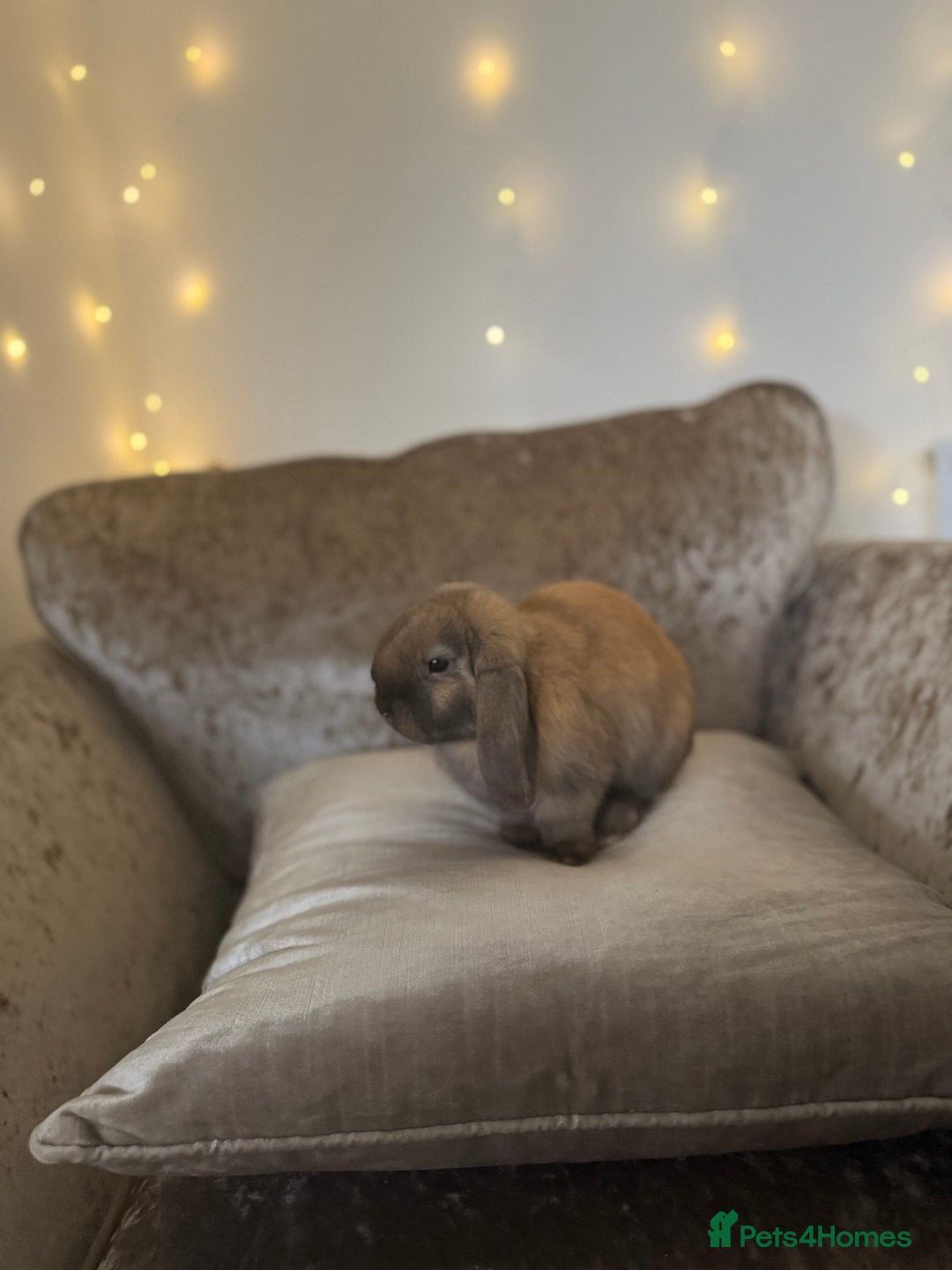 Mini Lop rabbits for sale: Mum and daughter mini lops for sale - Advert 3